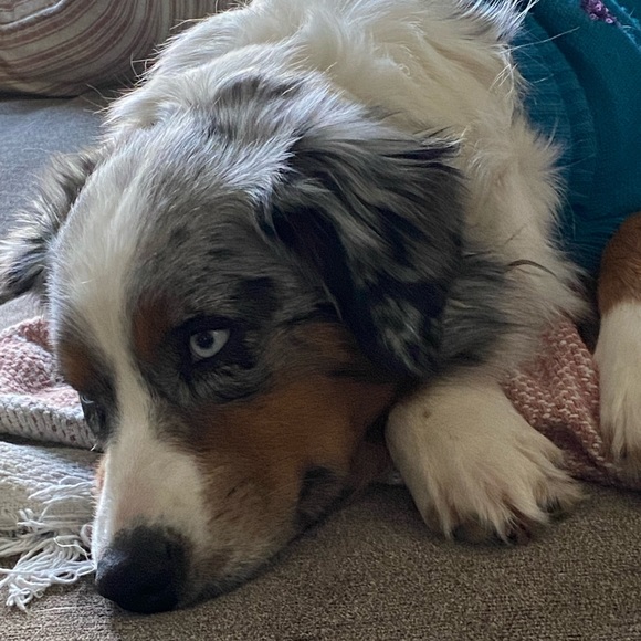 Meet your Posher, Cj - Picture 3 of 8